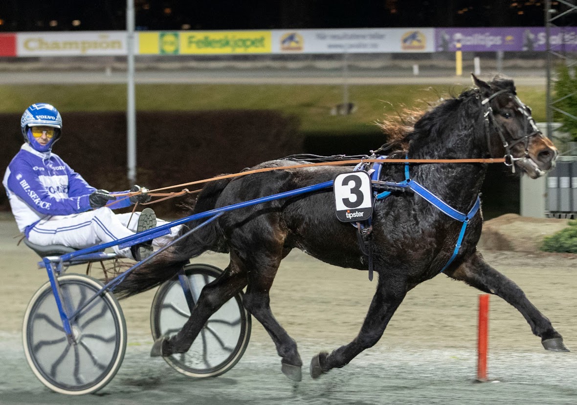 Todin vant tre av kvalifiseringene i Kaldblodscupen - senest på Bjerke onsdag. Foto: hesteguiden.com