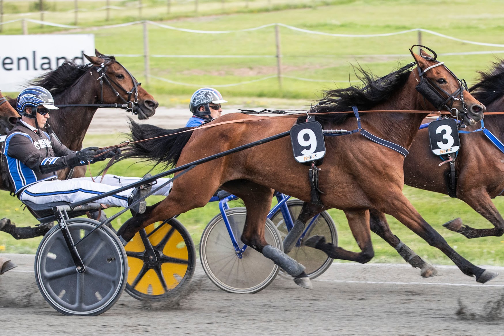 Firstneverfollows var den flittigste poengplukkeren i Vinterserien Forus/Sørlandet. Foto: hesteguiden.com
