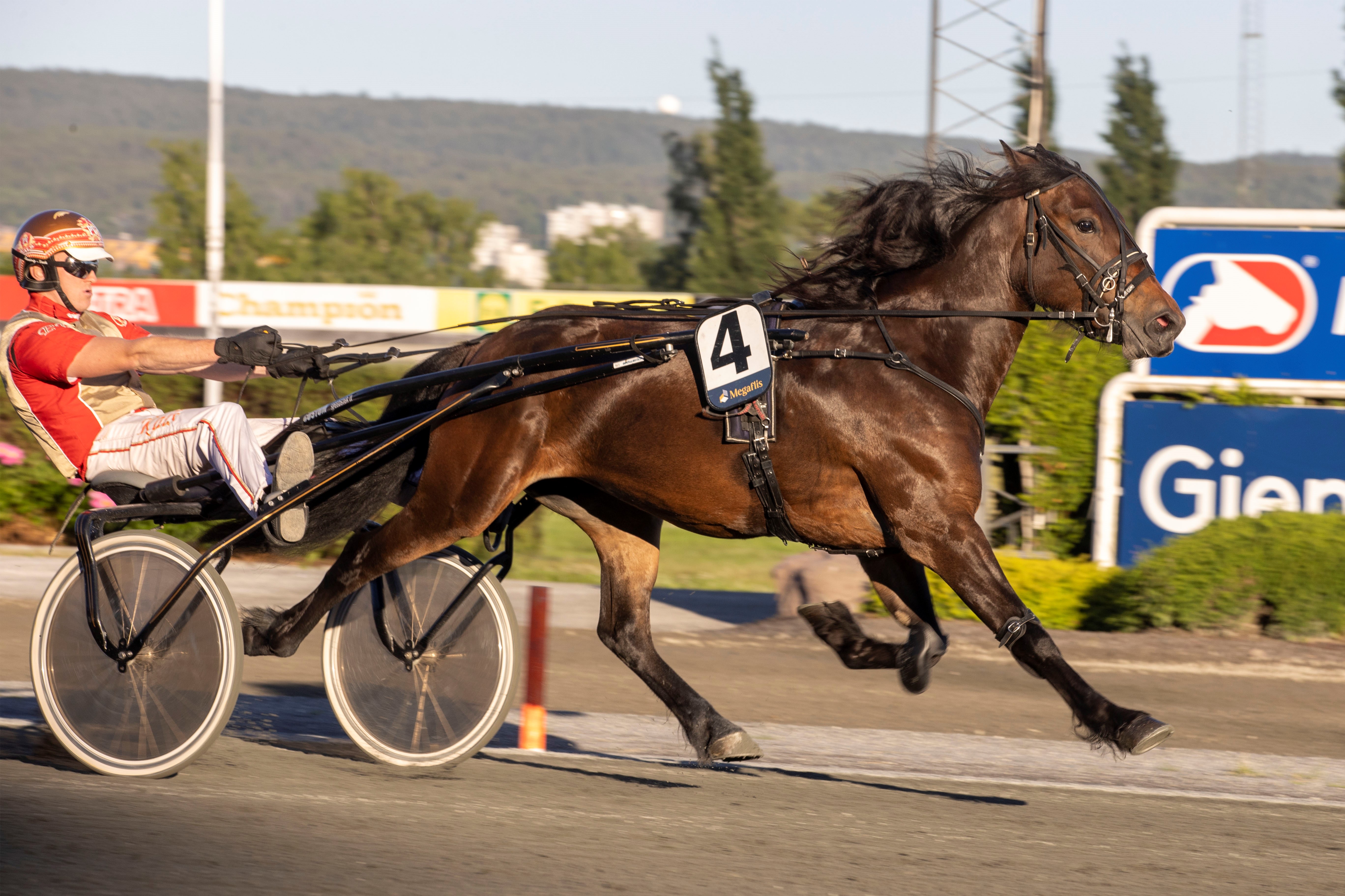 Hauan Stjerna holdt unna på Bjerke tirsdag. Foto: hesteguiden.com