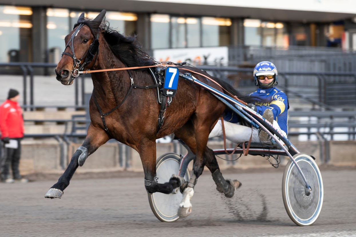Z. Boko blir å se i Sølvdivisjonen på Bjerke lørdag. Foto: hesteguiden.com