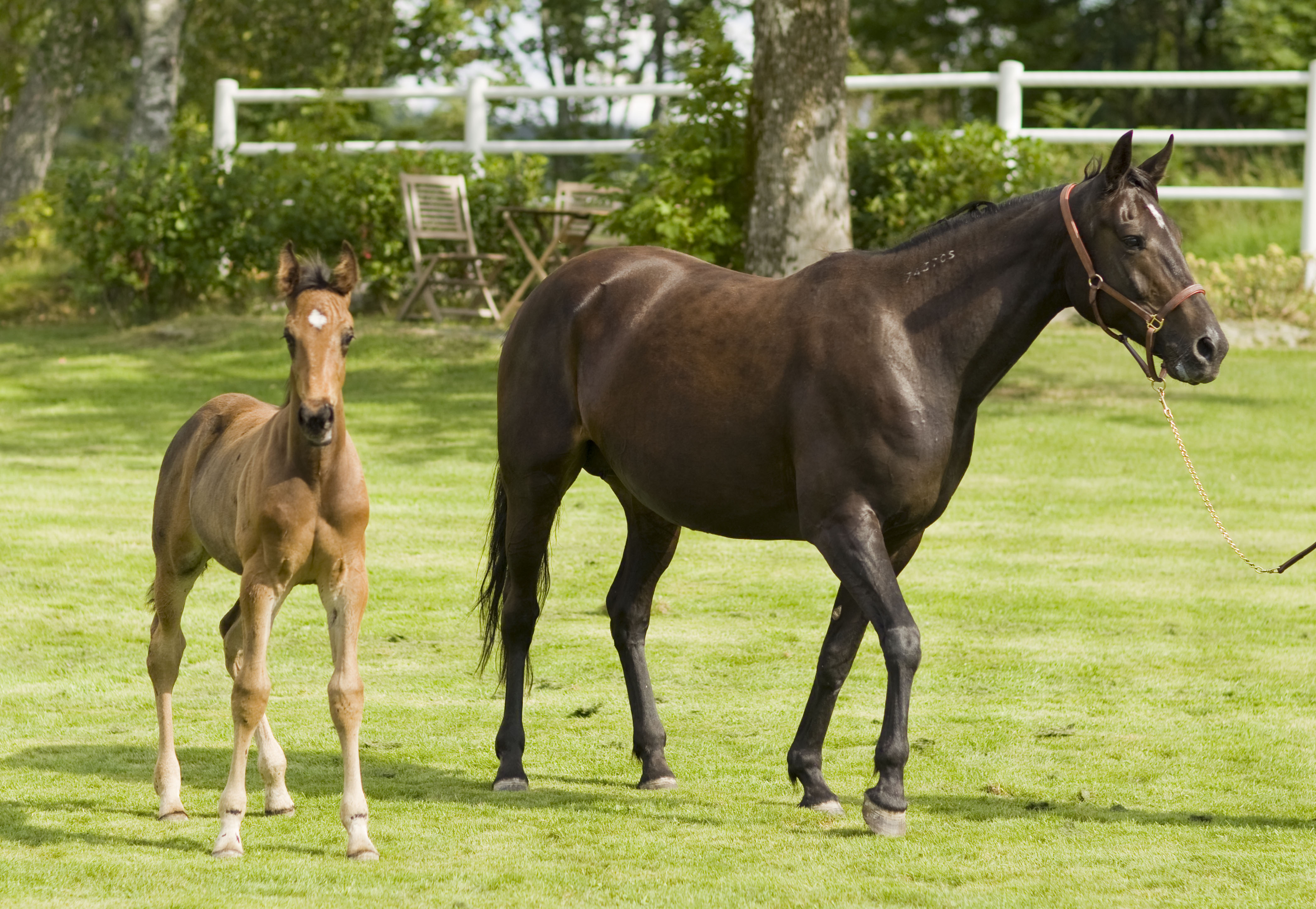 Alle hester i norsk travsport må registreres og sertifiseres. 