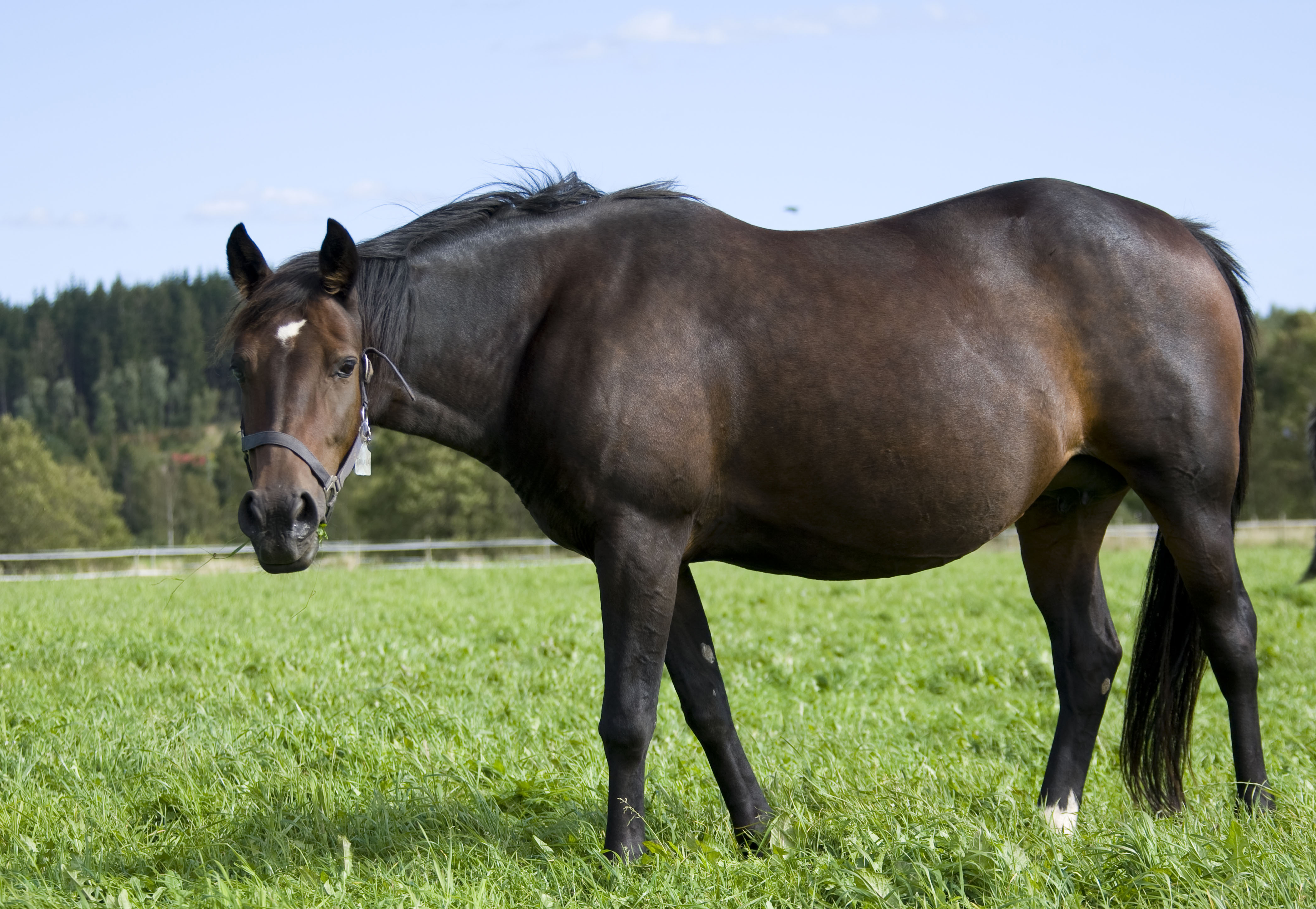 Mye utegang er viktig for hoppens og føllets trivsel. Foto: 