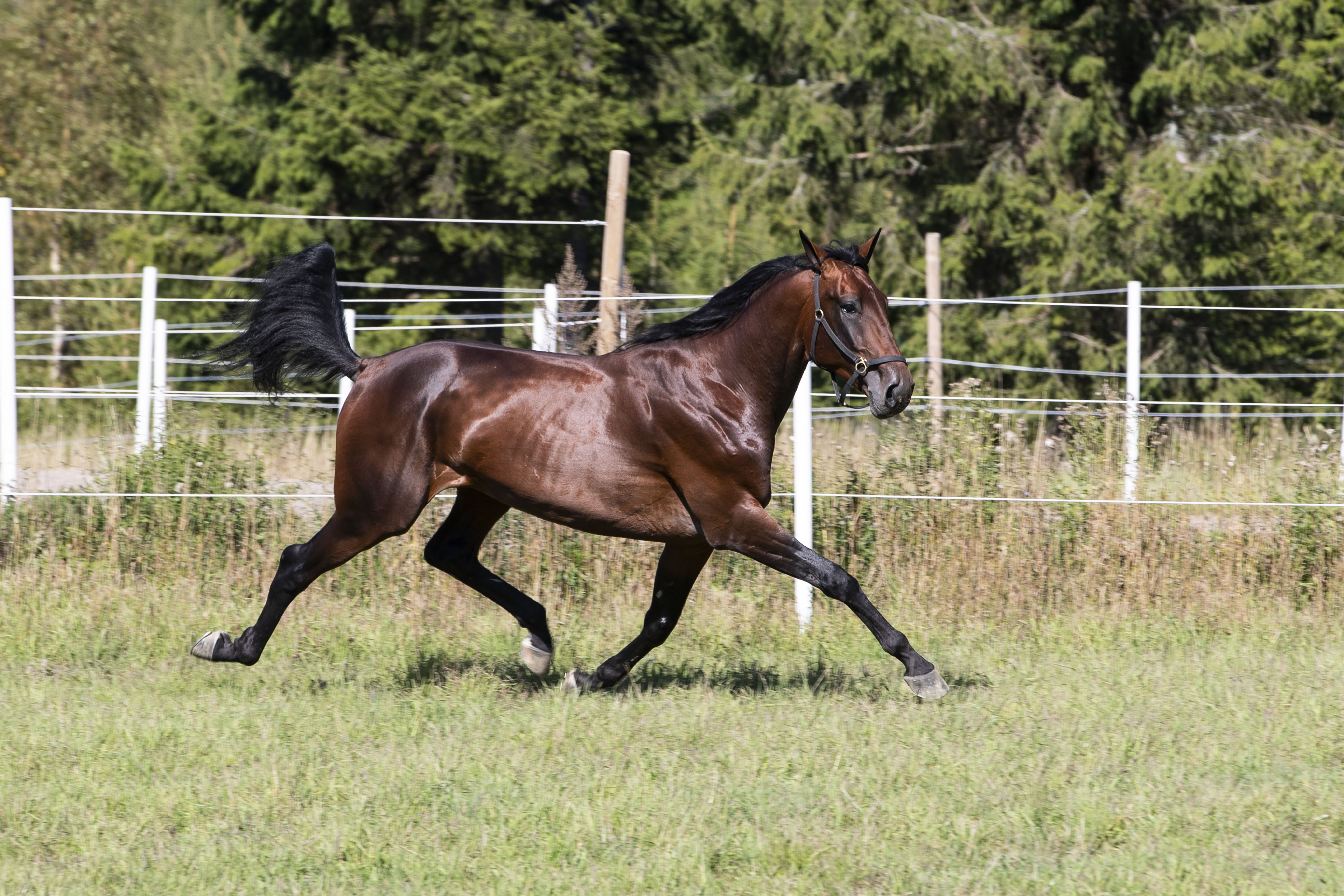 Å velge riktig hingst til hoppen er en både spennende og givende prosess. Foto: 