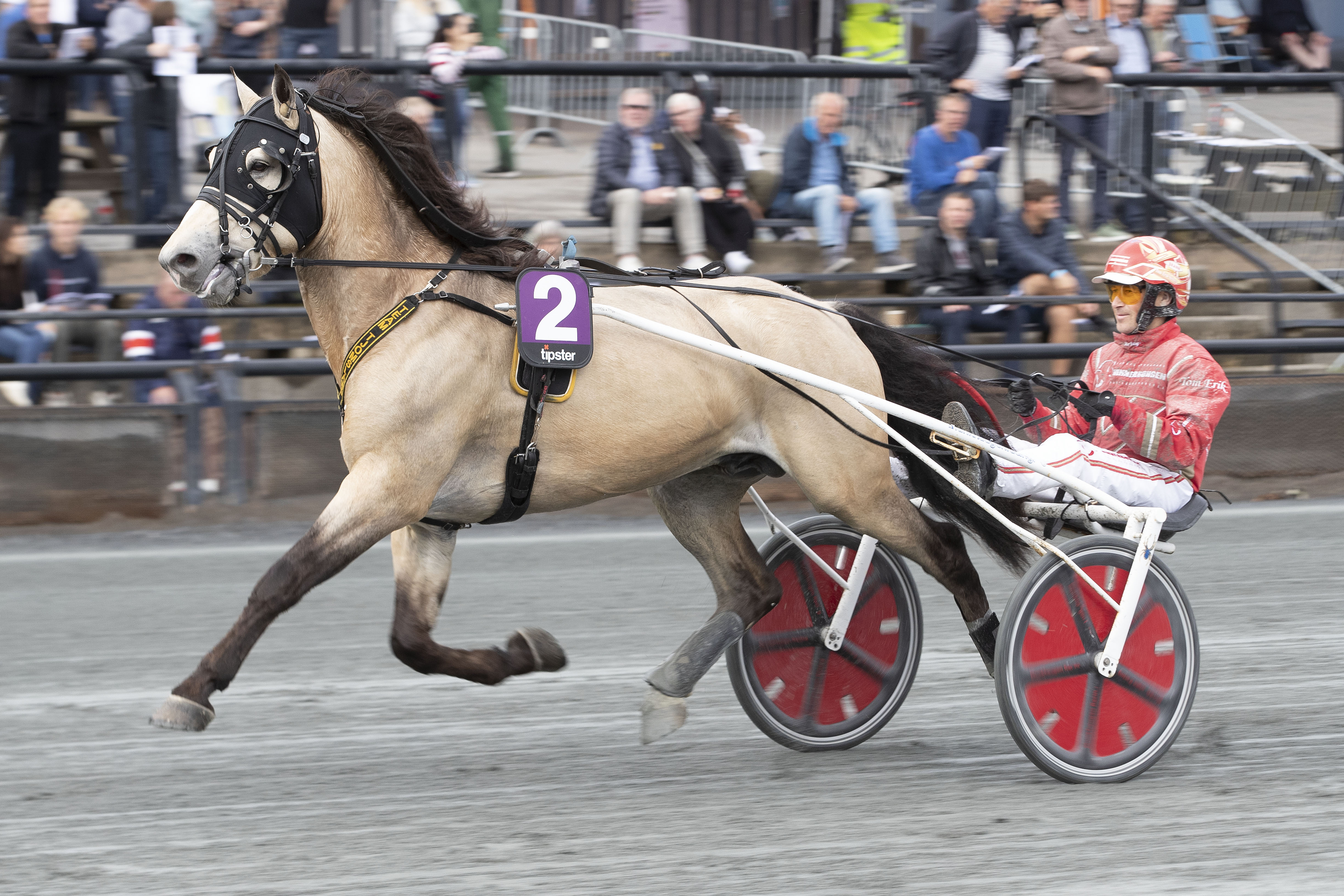 Tangen Bork er en av hingstene som stiller til kåring på Biri andre helgen i oktober. Foto: Hesteguiden.com