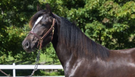 2023_auksjonsbilde av hest i profil Bilde3.png